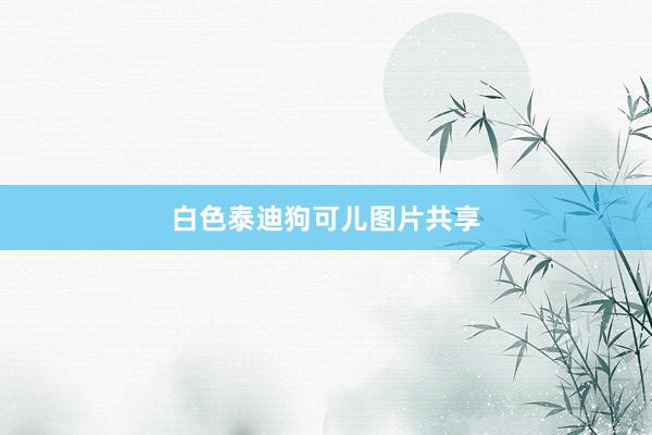 白色泰迪狗可儿图片共享