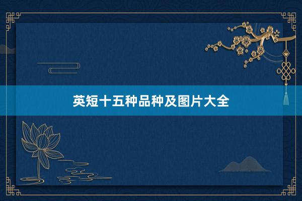 英短十五种品种及图片大全